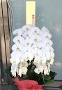 胡蝶蘭 5本立ち 60輪前後 【生花】 こちょうらん 花 お花 祝い花 フラワー お祝い 開店祝い 移転祝い 公演祝い 結婚祝い 個展祝い 展覧会 発表会 お誕...