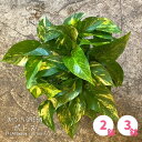 【送料無料◎選べる2鉢or3鉢 吊り下げポトスセット】 観葉植物 ハンギング 室内 おしゃれ ギフト インテリア 吊り鉢 5号鉢 緑 斑入り 日陰OK 出産祝い 結婚祝い 誕生日プレゼント プチギフト 癒しグリーン