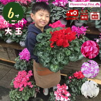 退職 しくらめん 花 あす楽 お花 ギフト フラワーギフト 冬 送料無料 女性向け 退職 女性 直送 室内 はな プレゼント 鉢 誕生日 花柄 シクラメンお年賀 6号鉢 冬 メッセージ シクラメン 鉢植え 宅配 長持ち 退職 しくらめん 花 あす楽 お花 ギフト フラワーギフト 冬 送料無料 女性向け 退職 女性 直送 室内 はな プレゼント 鉢 誕生日 花柄 シクラメンお年賀 6号鉢 冬 メッセージ シクラメン 鉢植え 宅配 長持ち