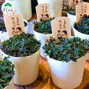 プレゼント 鉢植え 四つ葉 クローバー 3 ポット センス の いい 女性 観葉植物 2024 出産祝い 送料無料 プチギフト ギフト 内祝い 誕生日プレゼント おしゃれ かわいい 結婚祝い しあわせ みぃつけた 岩手県産 元祖 金運の五つ葉 が出ることも