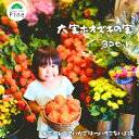 【華やか夏飾り◎ほおずきの実10個セット】 初盆 お供え 飾り 提灯風 玄関吊り おしゃれ お盆飾り 縁起物 仏壇用 ギフトにも 夏用品