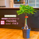 パキラ 観葉植物 母の日 プレゼント ははの日 内祝い 出産祝い 送料無料 ギフト 誕生日プレゼント プチギフト かわいい おしゃれ 父の日 茶の籐かご 心地よい空間作り 開運や良いエネルギーをお祝いにプレゼント