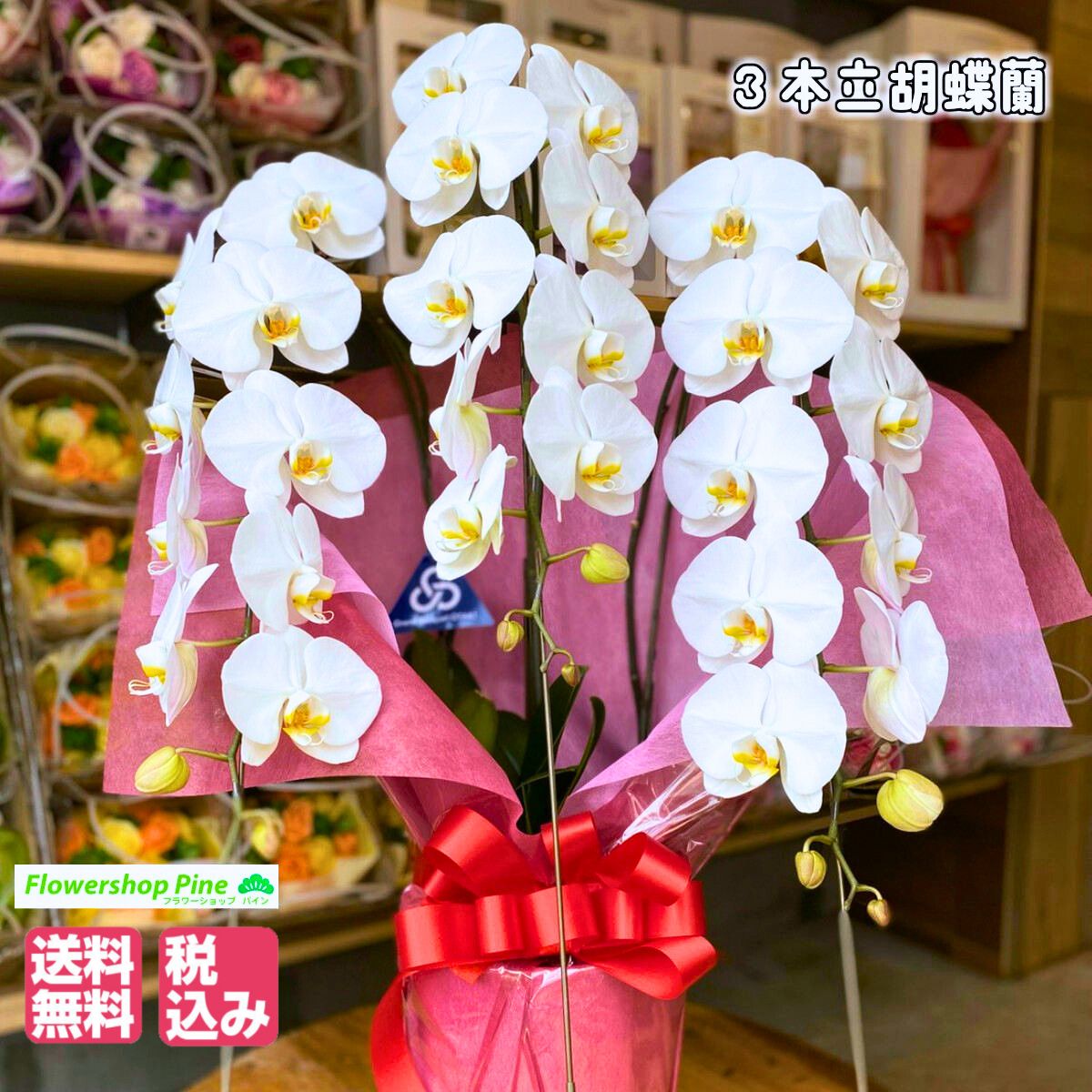 胡蝶蘭（全般） 胡蝶蘭 3本立 父の日 花 ギフト 亡くなった お花 胡蝶蘭 お祝い お供え 生花 誕生日 宅配 セール 早割 送料無料 内祝い 父の日ギフト おしゃれ 誕生日プレゼント 定番サイズ 一番人気