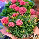 カーネーション 母の日 鉢植え 5号 楽天 花 ネットショッピング 在庫処分 内祝い 送料無料 出産祝い ギフト かわいい ピンク プレゼント 還暦祝い おしゃ...