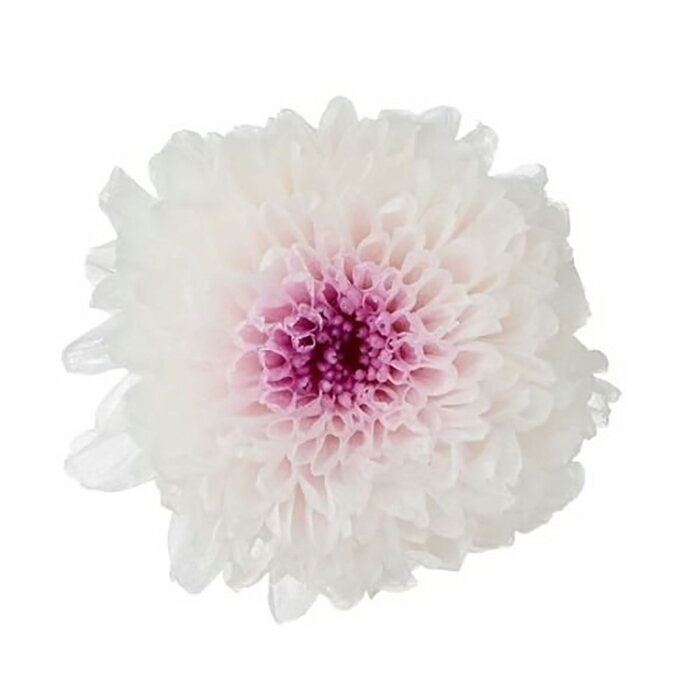 【プリザーブドフラワー】小菊・ミルフィーユ/12輪/ホワイトグリーン/04190-017