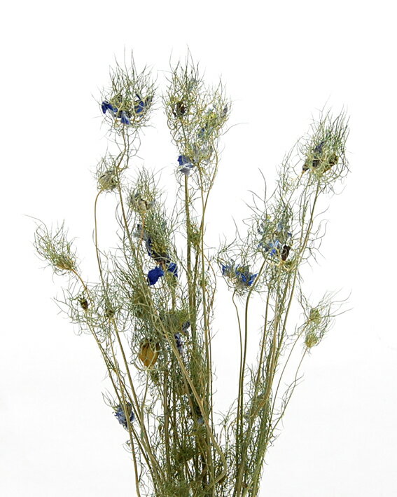 【ドライ】コアトレーディング/ニゲラ・フラワー/ナチュラル/約20g/17518