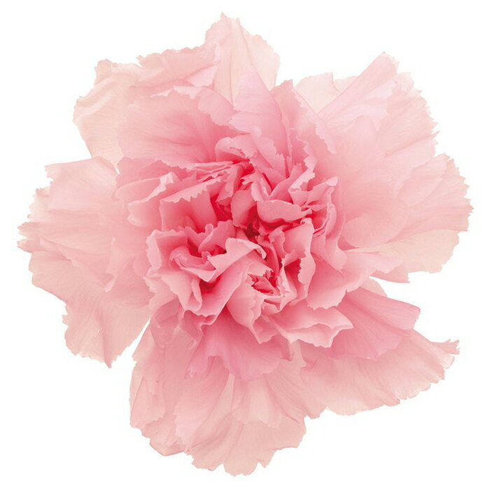 【プリザーブドフラワー】カーネーション・ミルフィーユ/8輪/ピンクロゼ/02180-120