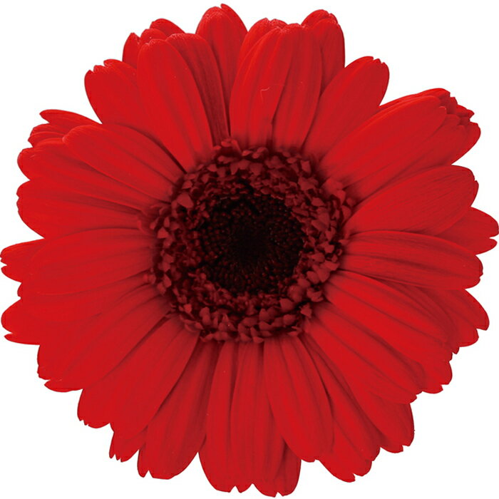 【プリザーブドフラワー】ガーベラ/9輪/レッド/03170-305
