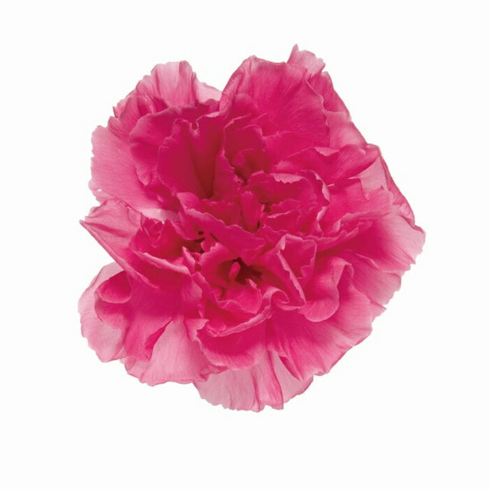 【プリザーブドフラワー】ミニカーネーション/9輪/ストロベリー/02381-221