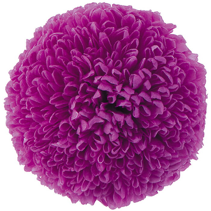 【プリザーブドフラワー】ポンポン菊・大/6輪/ラズベリー/02640-261