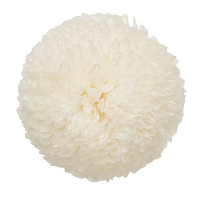 【プリザーブドフラワー】ポンポン菊・ミディー/9輪/白/02646-010