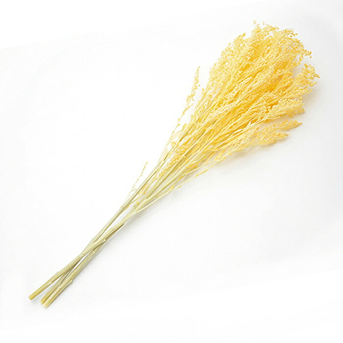 【プリザ】フロールエバー/ソリダゴ/1束/約3本/ソフトイエロー/FL470-15