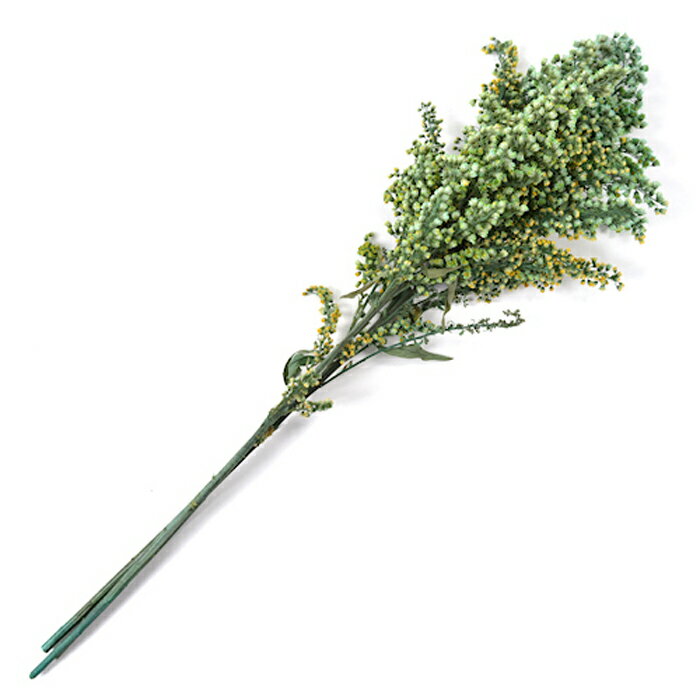 【プリザ】フロールエバー/ソリダゴブロッサム/1束/約3本/グリーン/FL471-800