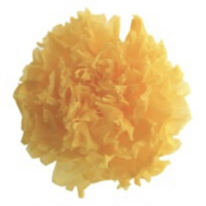 【プリザ】フロールエバー/ミニカーネーション/1箱/12輪/ゴールデンイエロー/FL1200-17