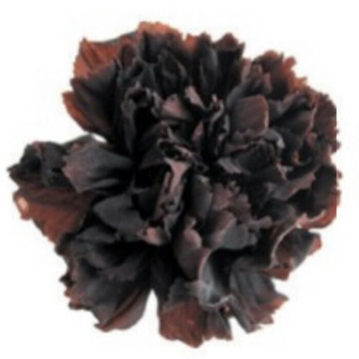 【プリザ】フロールエバー/スタンダードカーネーション/1箱/6輪/カフェ/FL1100-19