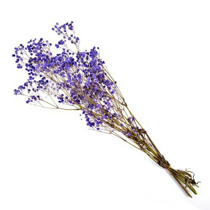 【プリザーブドフラワー】フロールエバー/カスミソウ/約20g/パープル/FL830-960