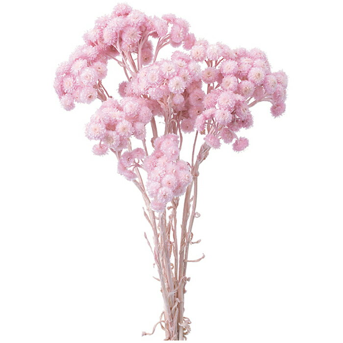 【ドライ】大地農園/イモーテル/約15g/約L30〜35cm/シャーベットピンク/32052-102