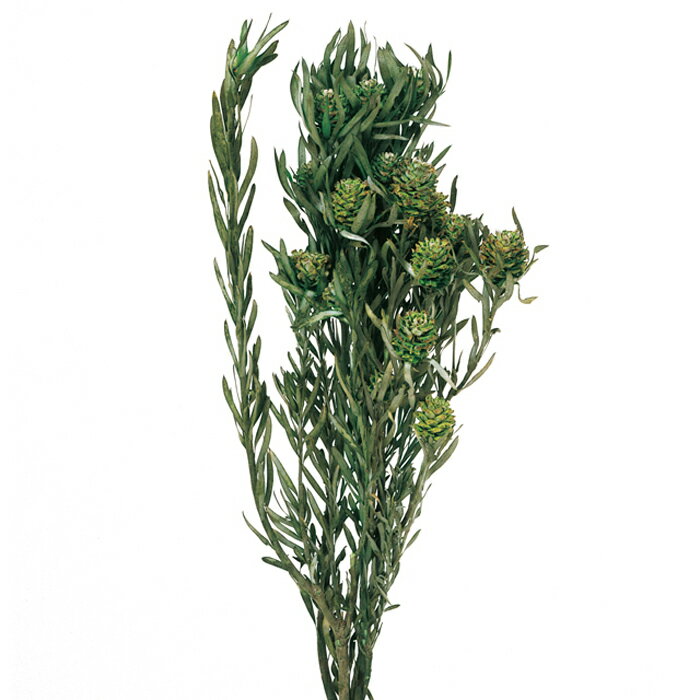 【プリザーブド】ソフトサリグナム・実付/1束/約100g/グリーン/02060-700