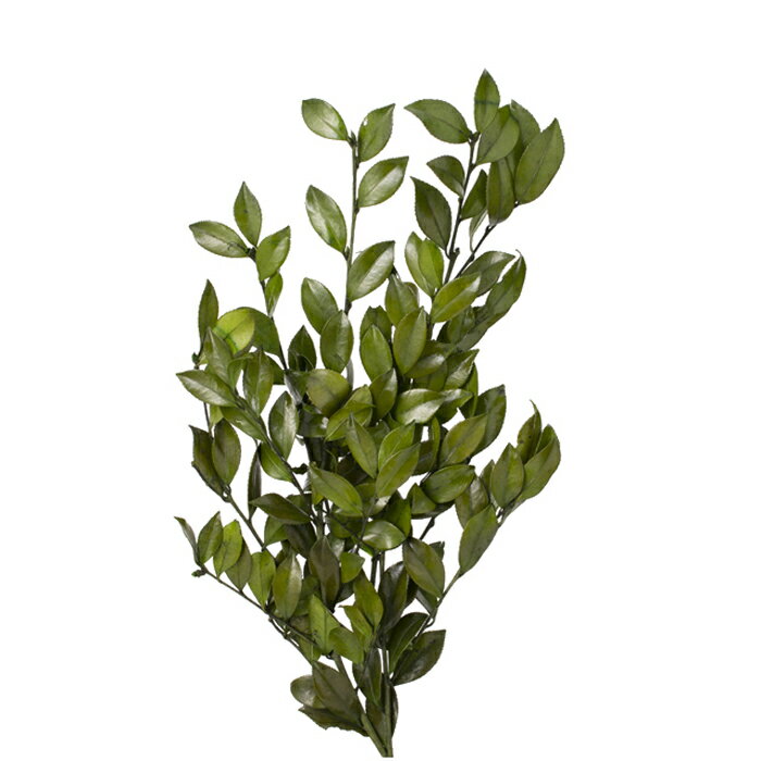 【プリザーブド】さざんかの葉/1束/約40〜45g/グリーン/03362-700