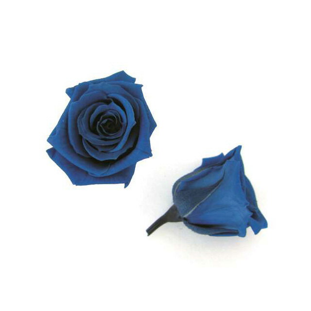 【プリザ】フロールエバー/ベイビーローズ/1箱/12輪/グランブルー/FL050-12