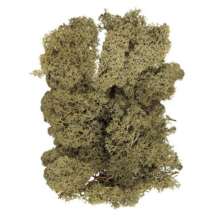 【プリザーブド】アイスランドモス/モスグリーン/1袋/小袋/61071-760