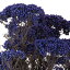 【10%OFFクーポン配布中】【5%OFFクーポン配布中】【プリザーブドフラワー】ヴェルディッシモ/ライスフラワー小束/約60g/ラベンダーブルー/03079