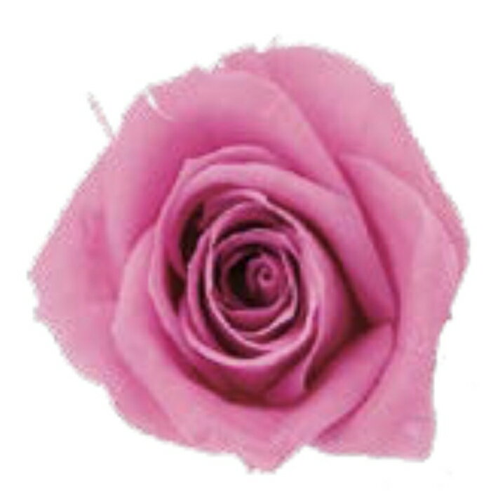 【プリザーブドフラワー】ヴェルディッシモ/ミニ/9輪/ベゴニアピンク/565-09