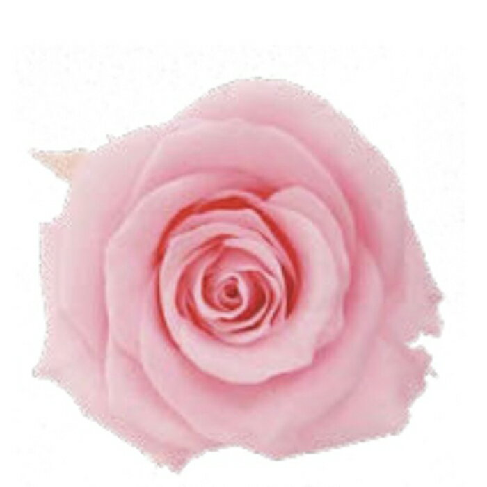 【プリザーブドフラワー】プリマベーラ/モナ/6輪/ライトピンク/864-06