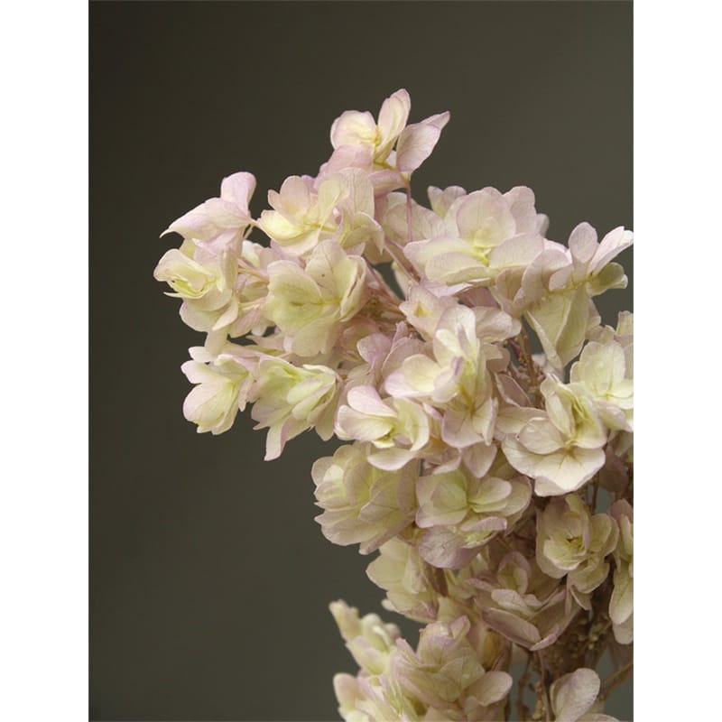 【プリザーブドフラワー】大地農園/カシワバアジサイ/グランデーション加工/約2輪/グリーンパープル/01..