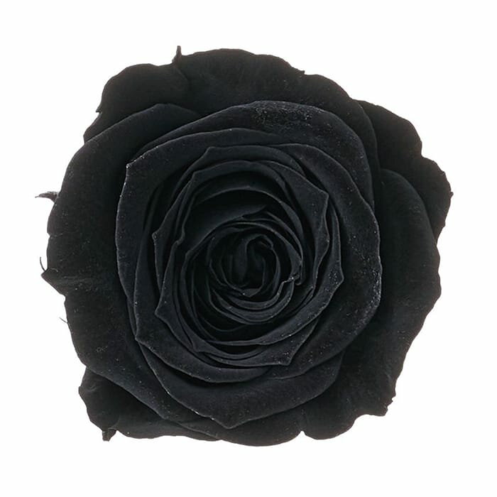 【プリザーブドフラワー】大地農園/ビビアン/24輪/黒/02370-891