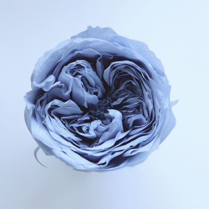 【プリザーブドフラワー】大地農園/ローズ・てまり/8輪/ダスティーブルー/02460-631