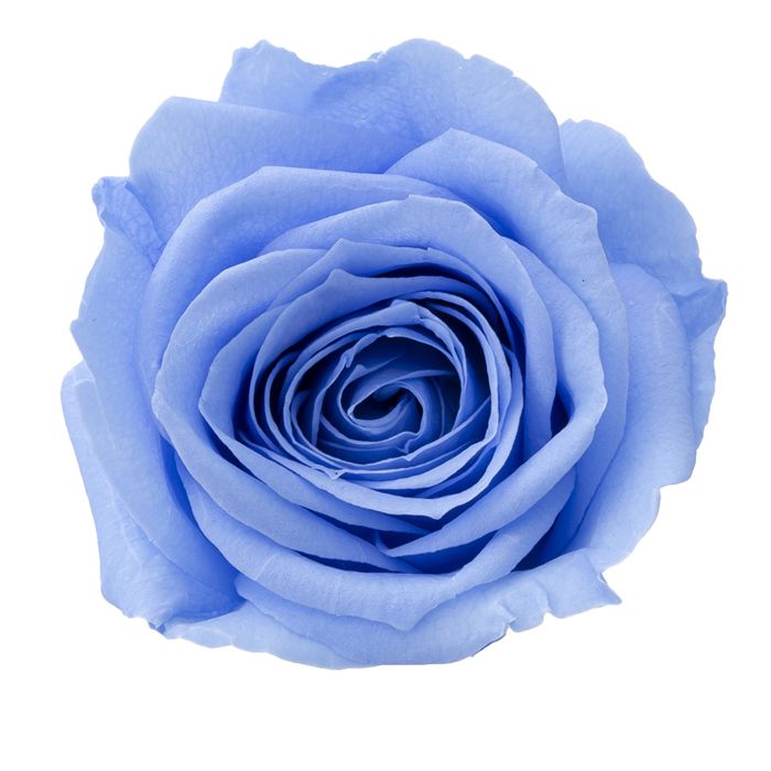 【プリザ】大地農園/ローズ・サラ/1箱/9輪/ソーダブルー/02580-651