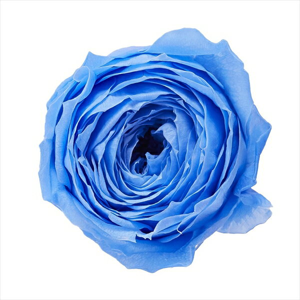 【プリザーブドフラワー】大地農園/ローズ・ココット/9輪/ソーダブルー/02730-651