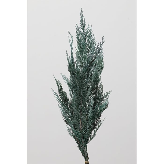 【アウトレット】【プリザーブドフラワー】大地農園/シダ/1束/約80g/ウオッシュホワイト/03122-012