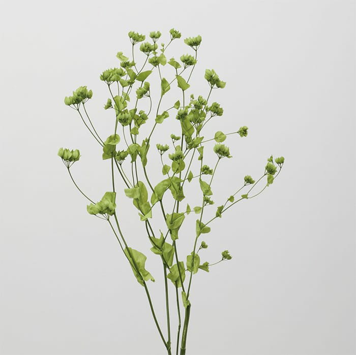 【プリザーブド】大地農園/ブプリューム/グリーン/L約40-50cm/1束（約20g）/04070-700