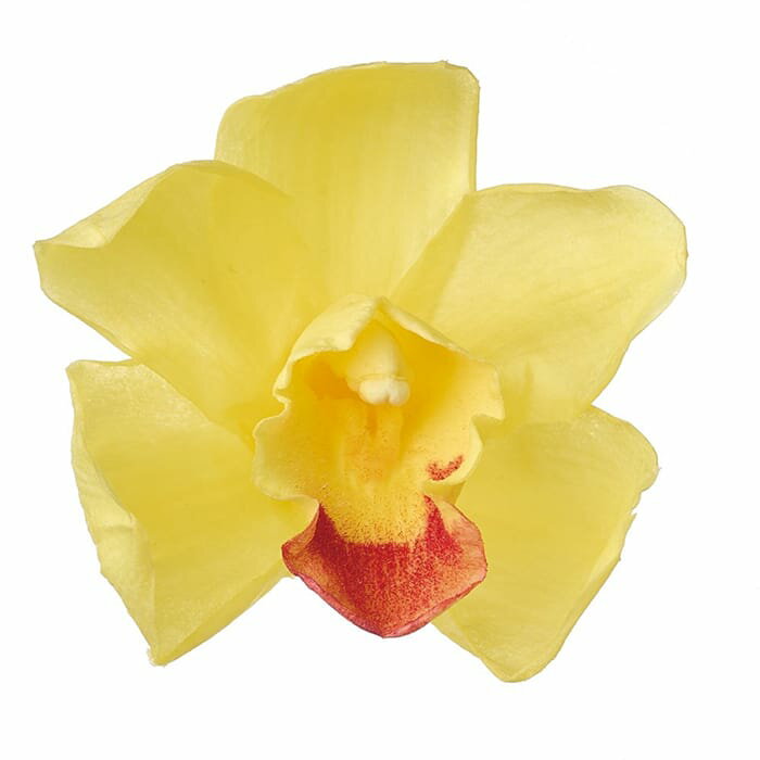 【プリザーブドフラワー】シンビジューム/3輪/イエロー/05540-500