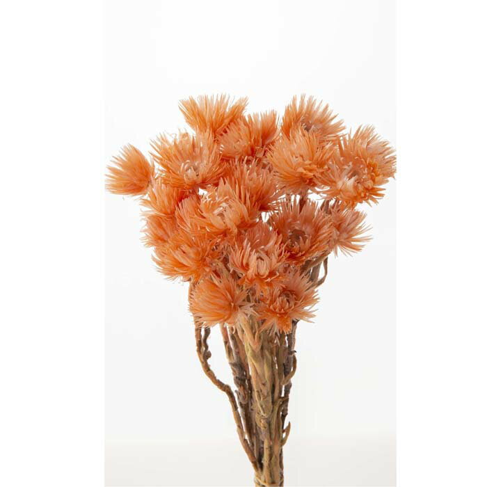 【ドライ】大地農園/ミニシルバーデージー/1束/約25g/コーラル/32001-380