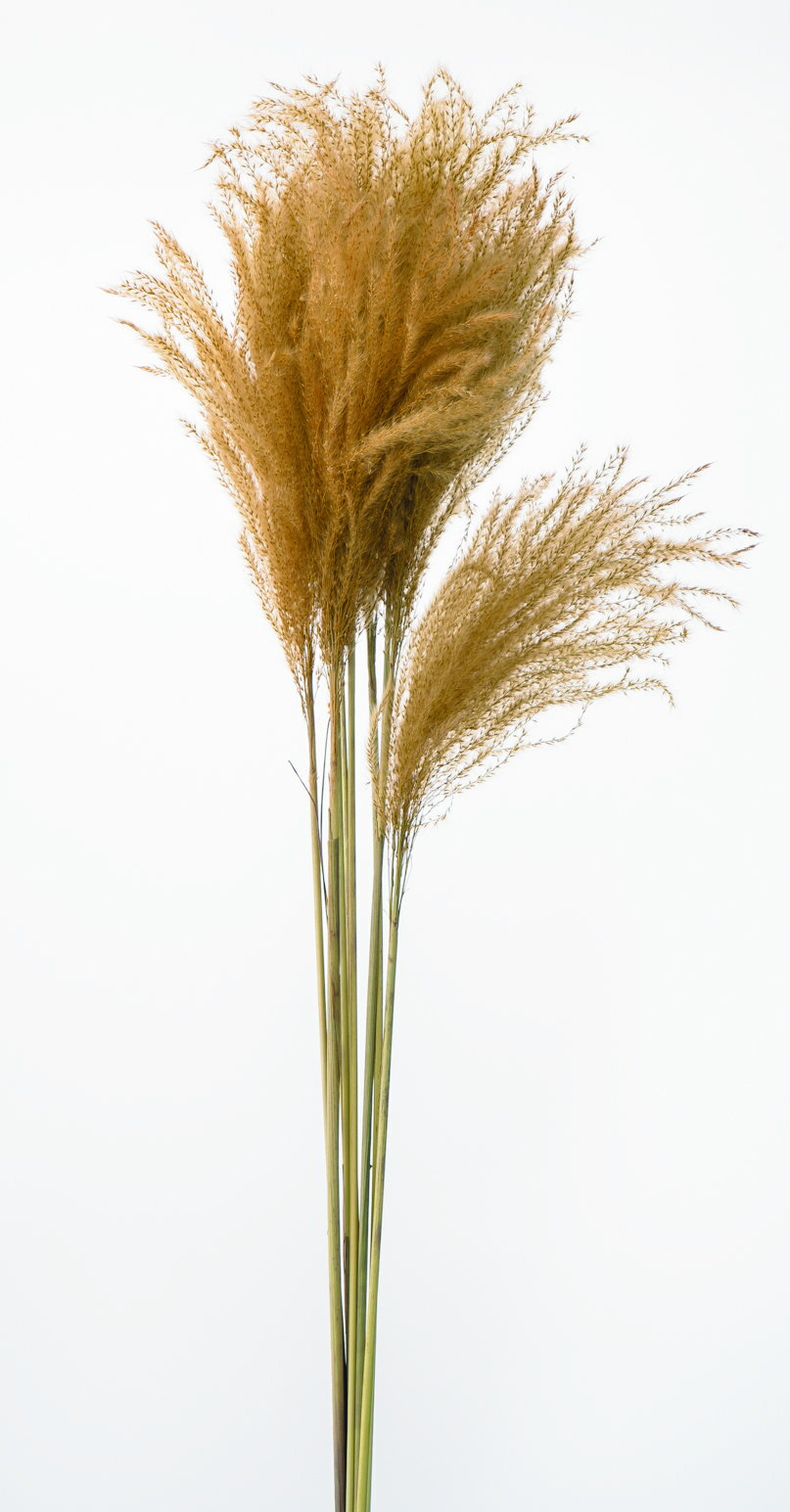 【ドライ】大地農園/ミニススキ/10本/ナチュラルベージュ/50470-030