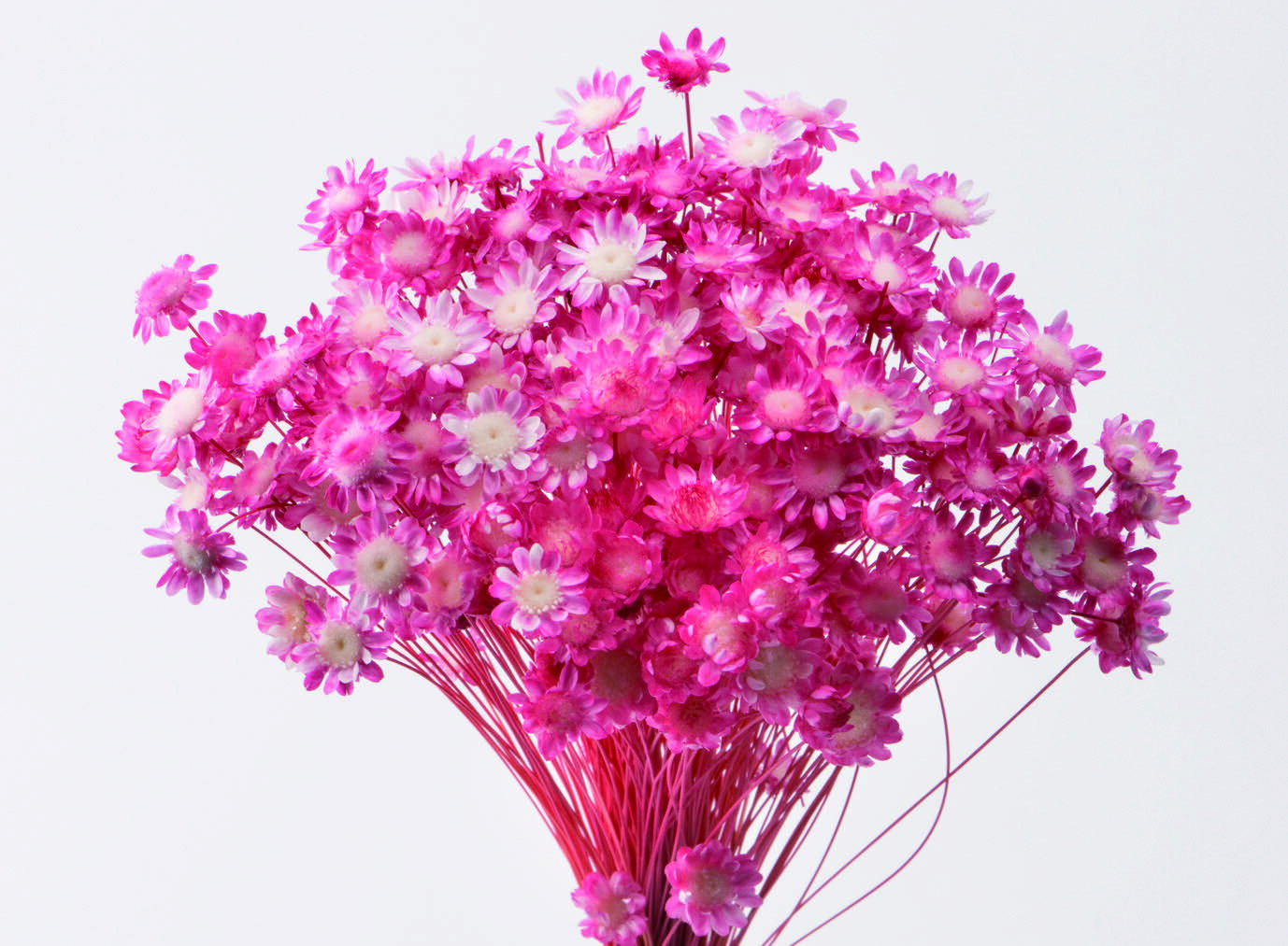 【ドライ】大地農園/スターフラワー・ブロッサム/1束/約18g/キャンディーピンク/3019-1-121