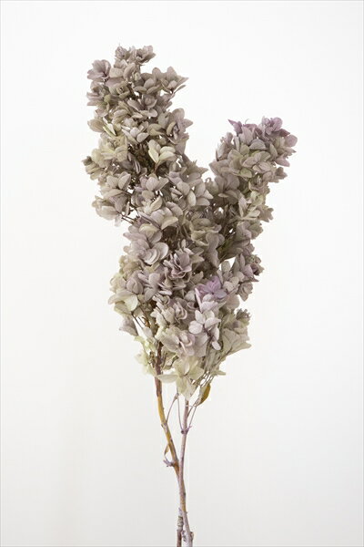 【プリザーブドフラワー】大地農園/カシワバアジサイ・ステム付き/1束/オレガノパープル/01076-471