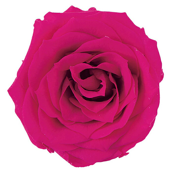 【プリザーブドフラワー】大地農園/シャーロット/12輪/フランボワーズ/02592-211