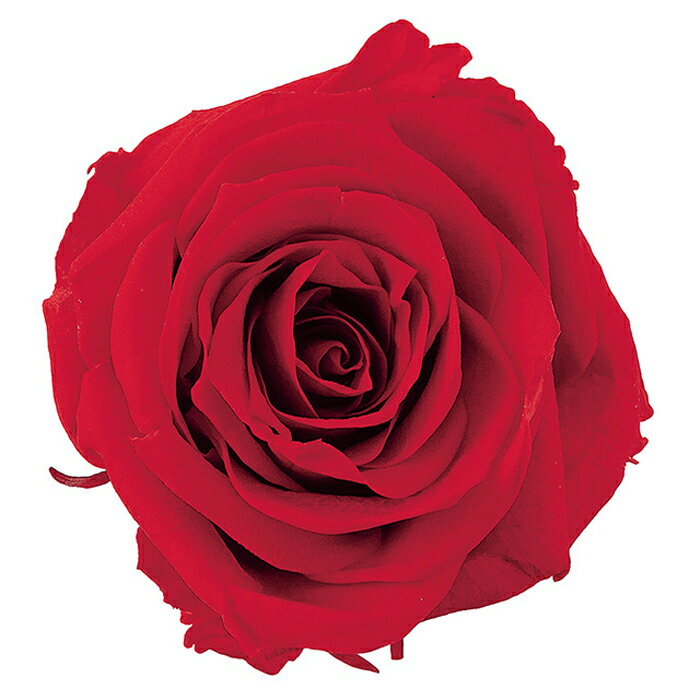 【プリザーブドフラワー】大地農園/シャーロット/12輪/レッド/02592-321