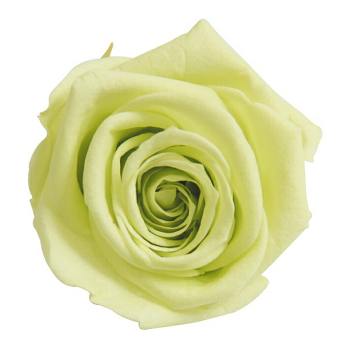 【クーポン配布中】【プリザ】フロールエバー/メディアナショートローズ/1箱/6輪/シトラスグリーン/FL034-64