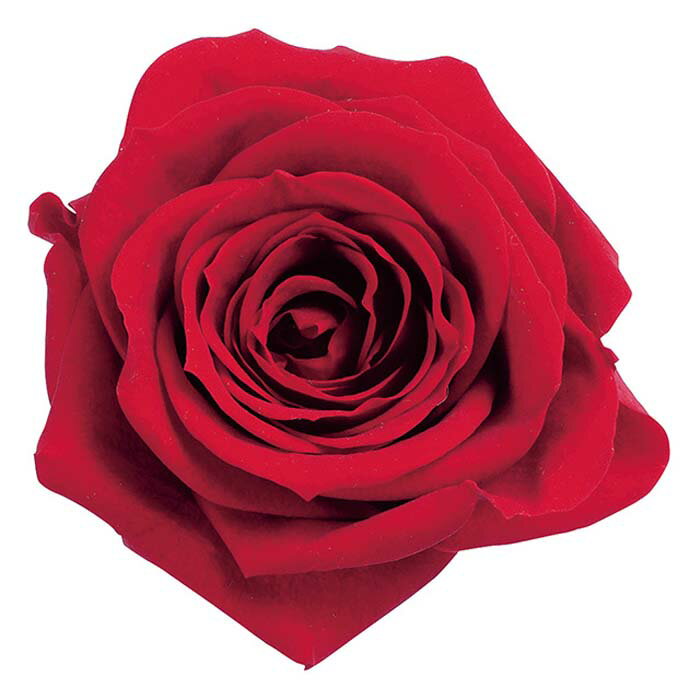 【プリザーブドフラワー】大地農園/ローズ・いずみ/9輪/レッド/03480-321