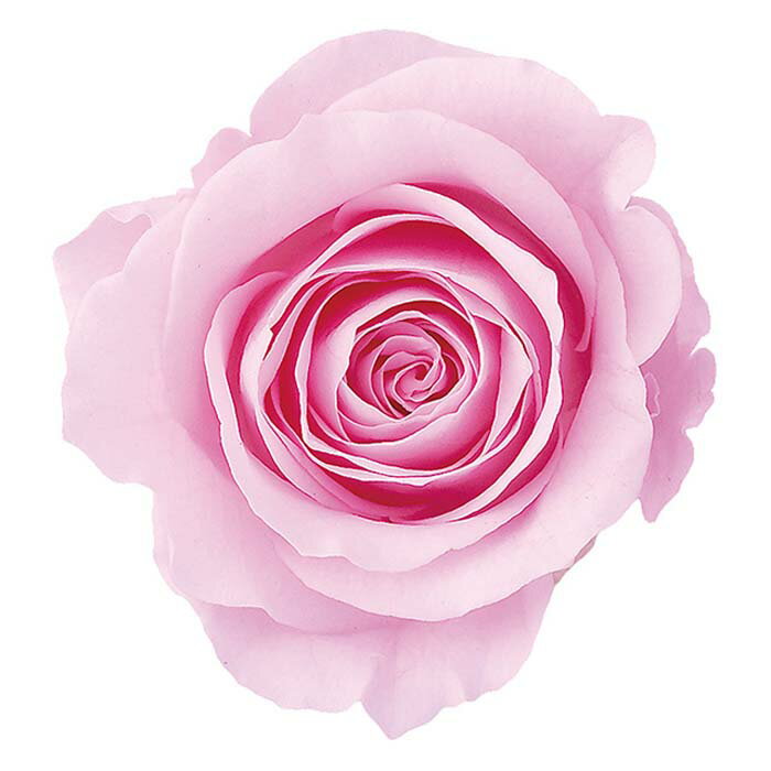 【プリザーブドフラワー】大地農園/ローズ・かのん・M/9輪/シャーベットピンク/05202-102