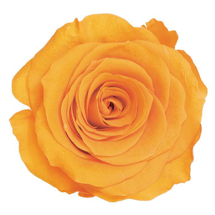 【プリザーブドフラワー】大地農園/ローズ・かのん・M/9輪/フルーティオレンジ/05202-351