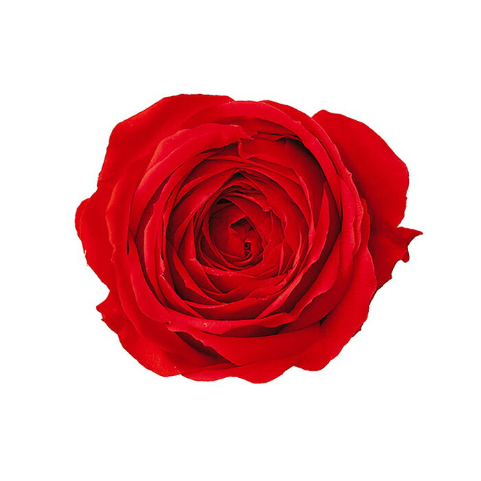 【アフターセール開催中】【プリザーブドフラワー】大地農園/ローズ・パリジェンヌ・大/8輪/レッド/03522-321