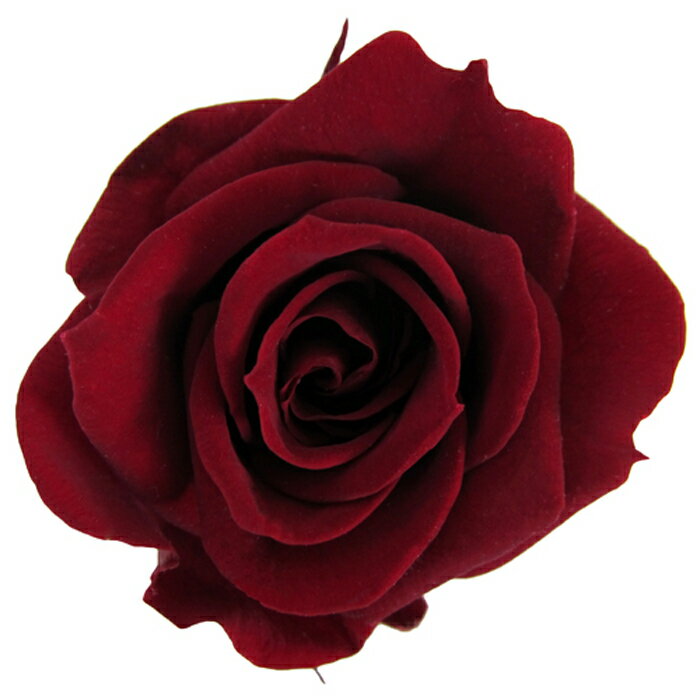 【プリザ】フロールエバー/スプレーローズ/1箱/8輪/ワイン/FL070-10