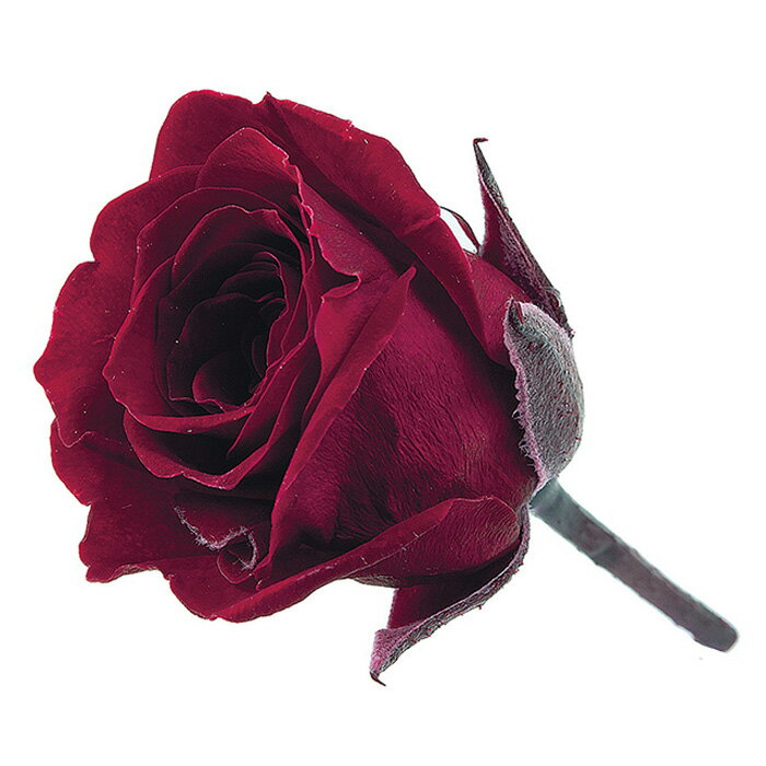 【プリザーブドフラワー】大地農園/ビビアン/24輪/ワインレッド/02370-471