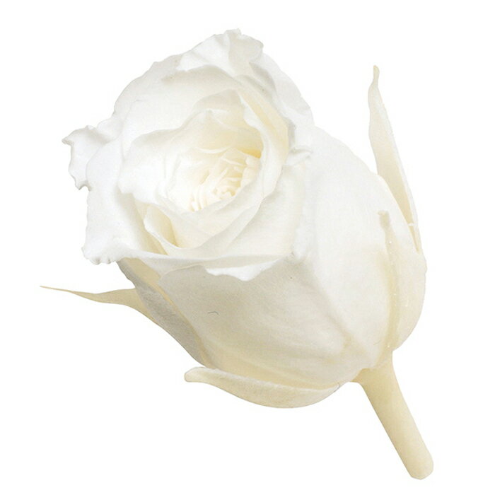 【プリザーブドフラワー】大地農園/ビビアン/24輪/ピュアホワイト/02370-001